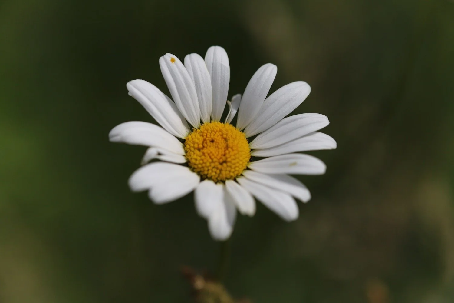 wildflowers 16.jpeg