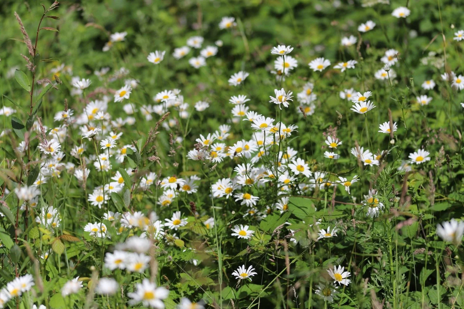 wildflowers 17.jpeg