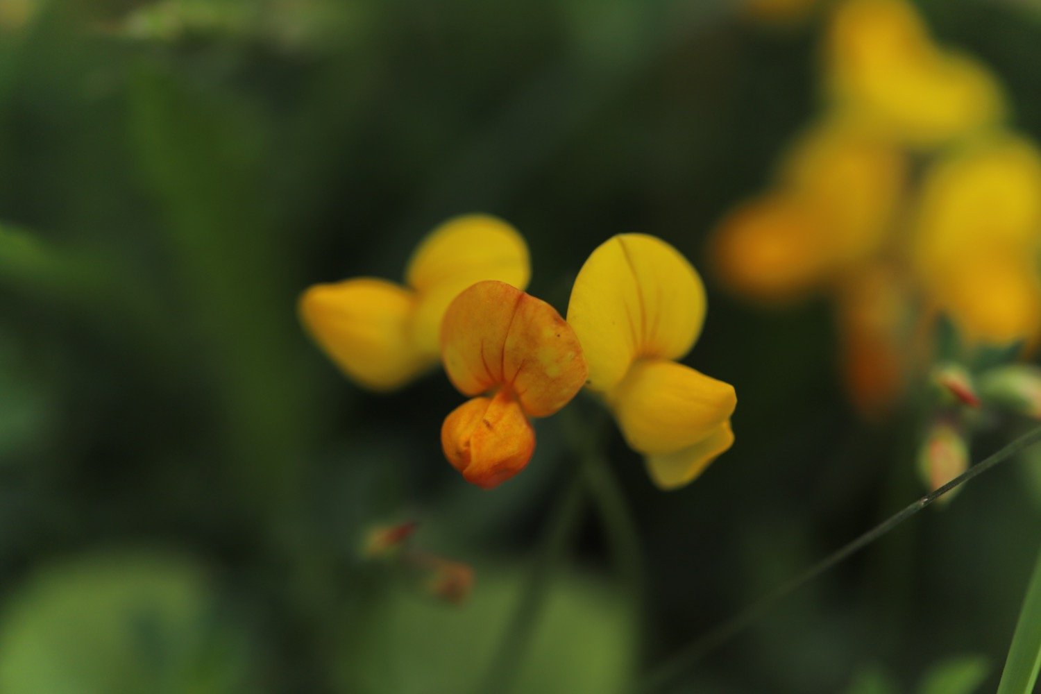 wildflowers 19.jpeg