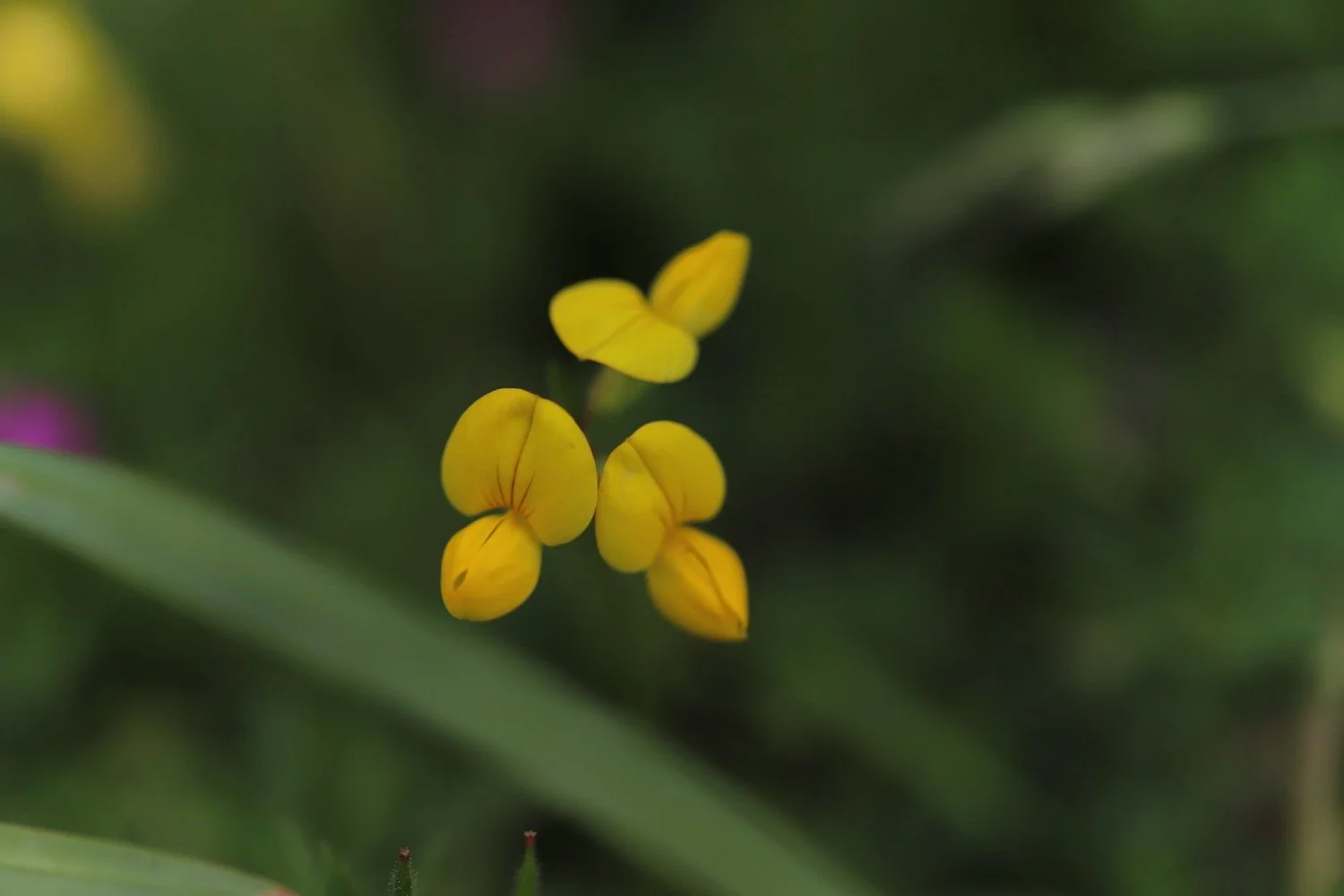 wildflowers 20.jpeg