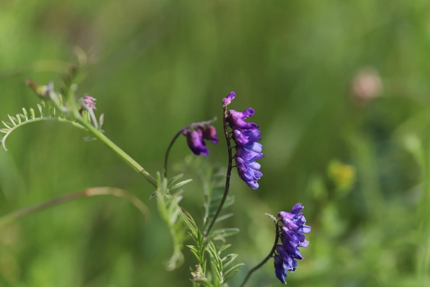 wildflowers 22.jpeg
