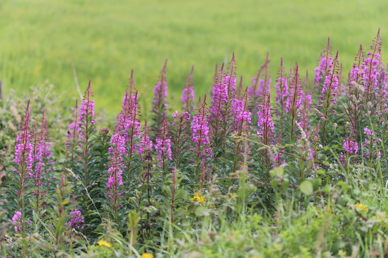wildflowers 23.jpeg
