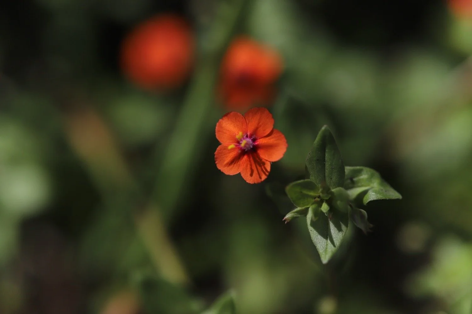 wildflowers 24.jpeg