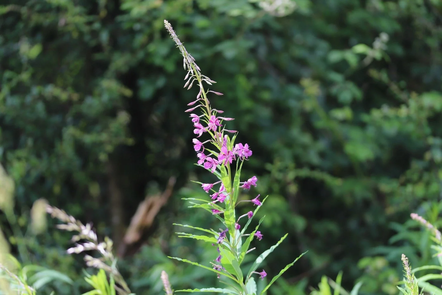 wildflowers 25.jpeg