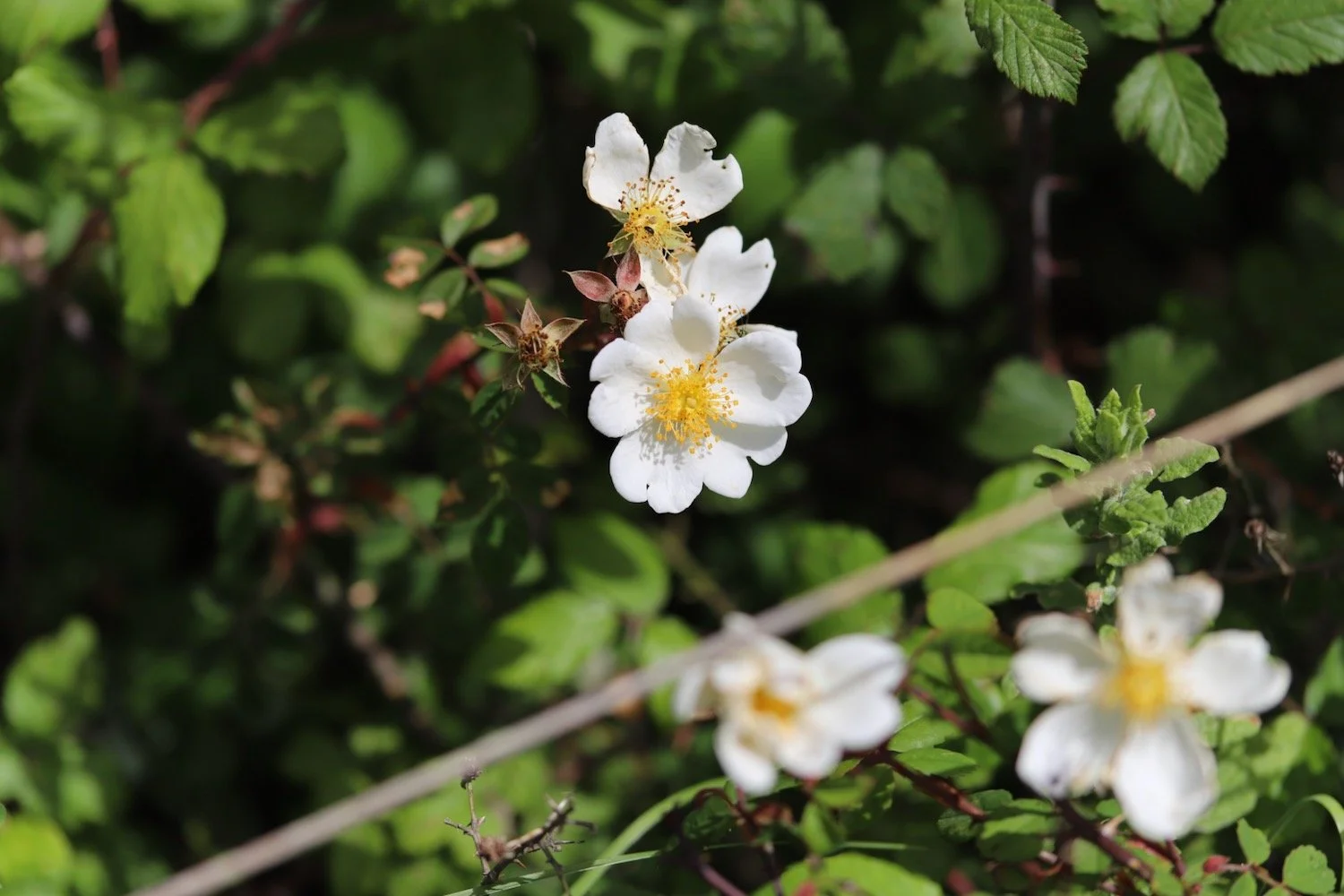 wildflowers 26.jpeg