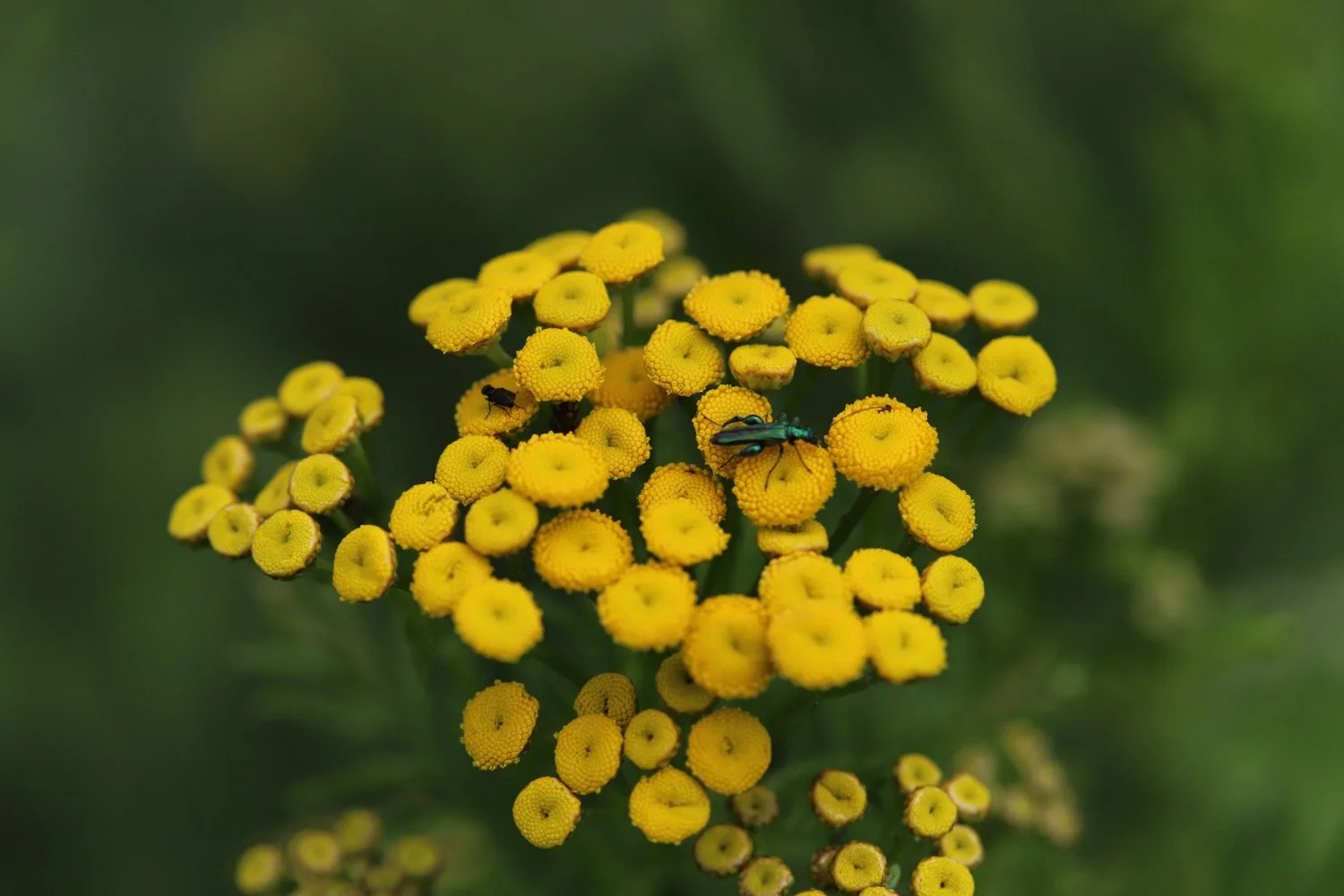 wildflowers 27.jpeg