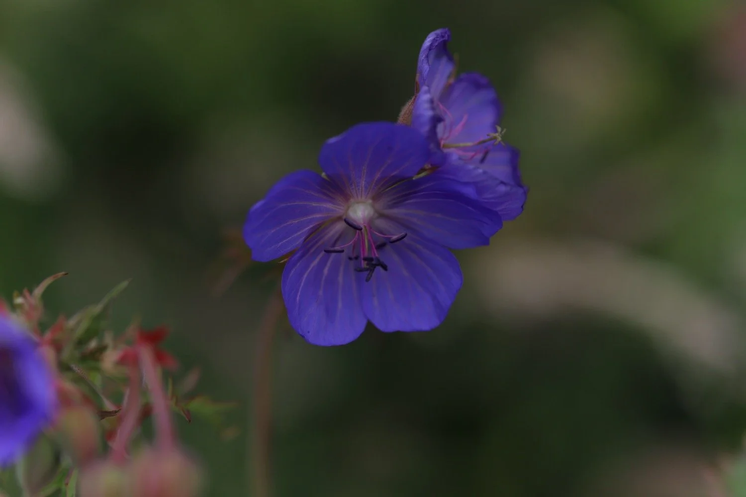 wildflowers 28.jpeg