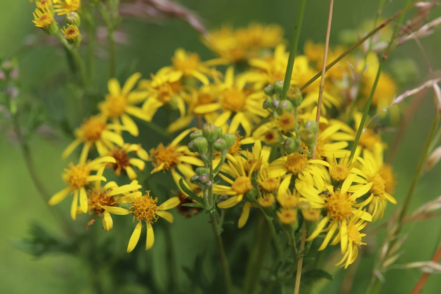 wildflowers 29.jpeg