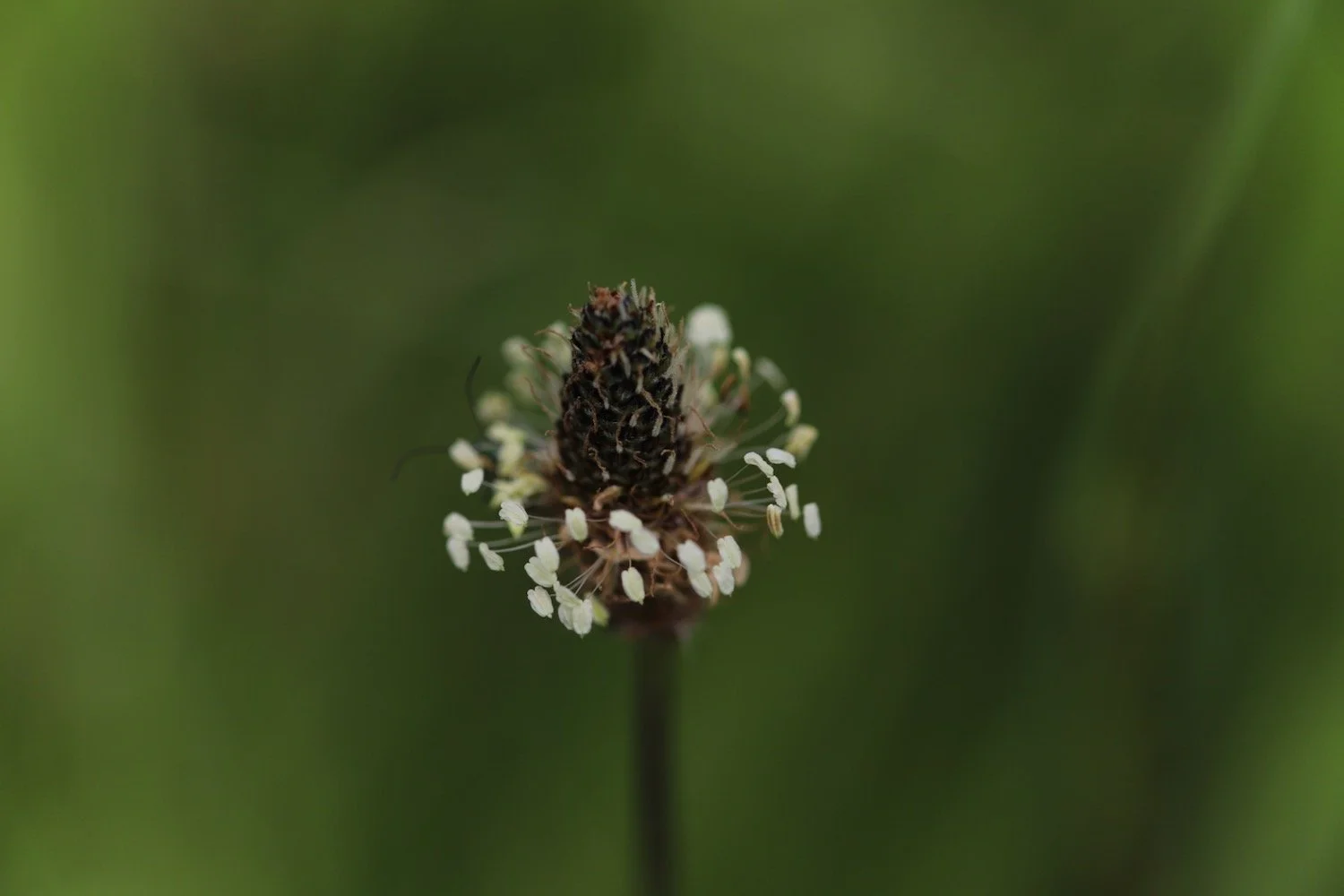 wildflowers 30.jpeg