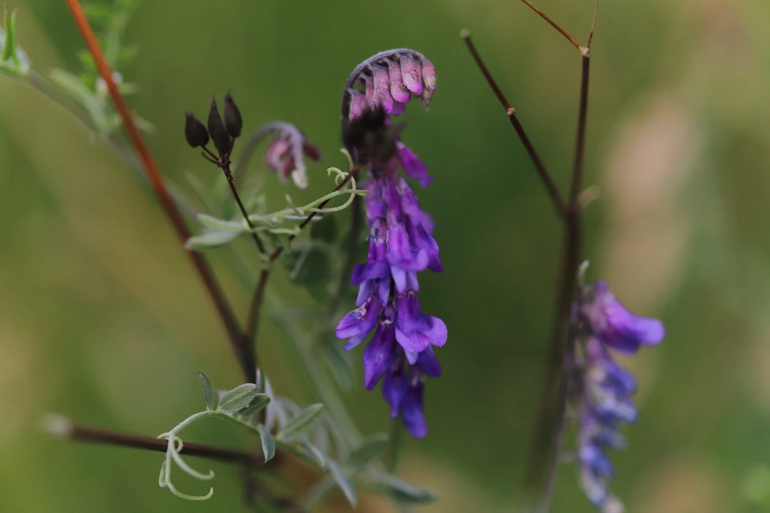 wildflowers 31.jpeg