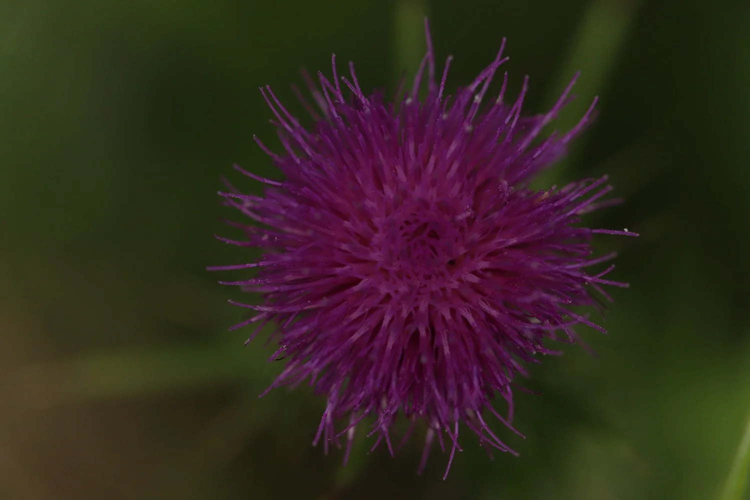wildflowers 32.jpeg