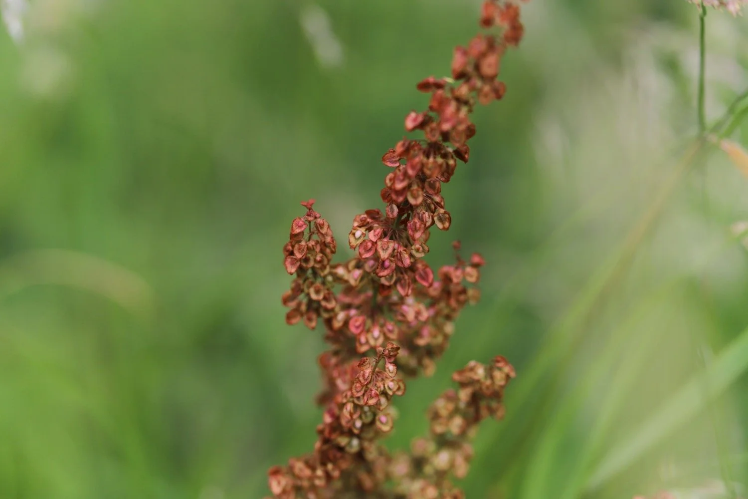 wildflowers 33.jpeg