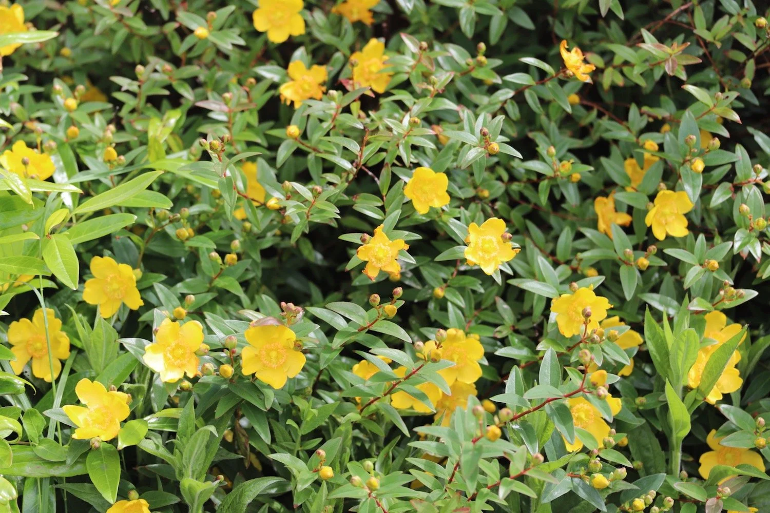 wildflowers 35.jpeg