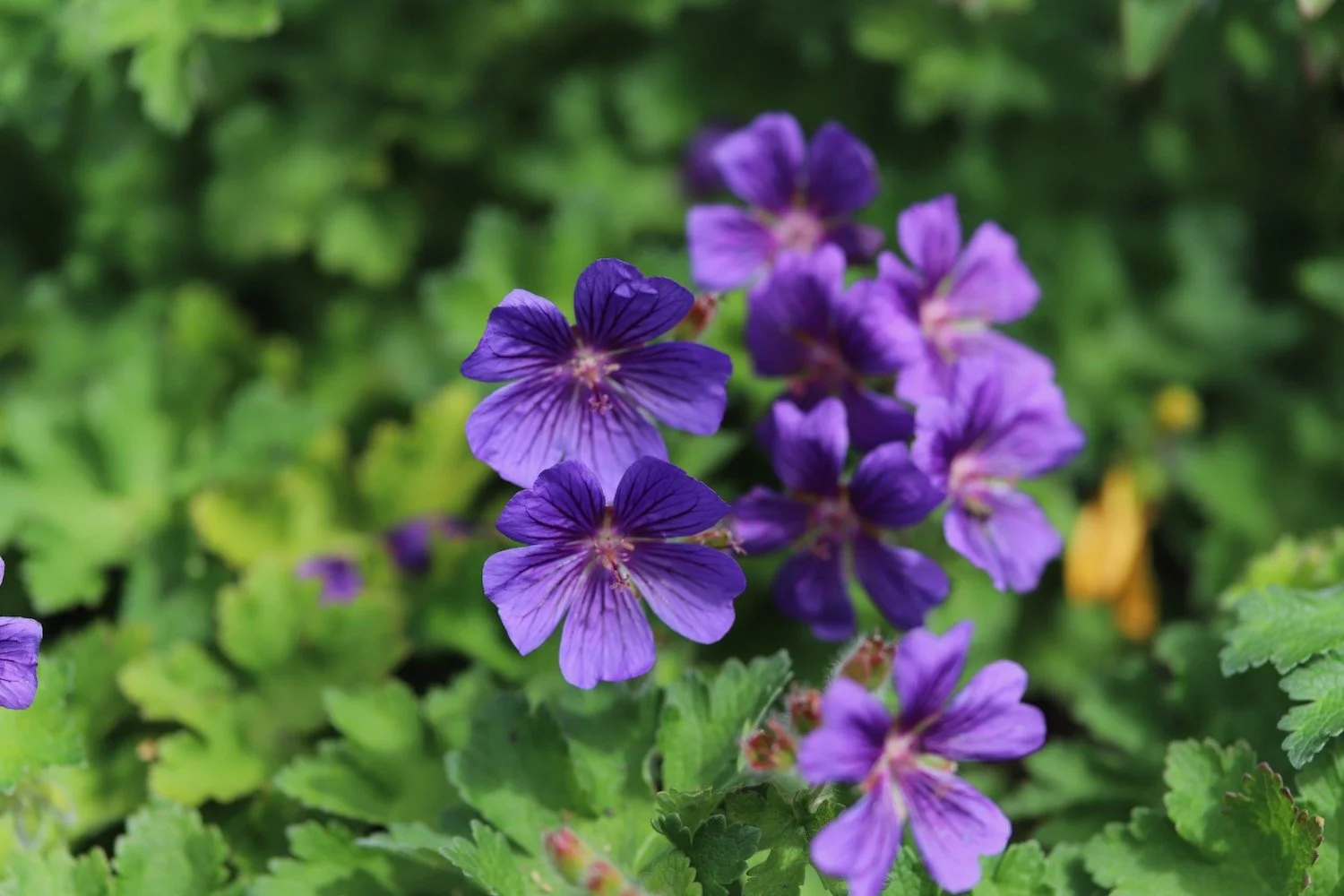 wildflowers 36.jpeg