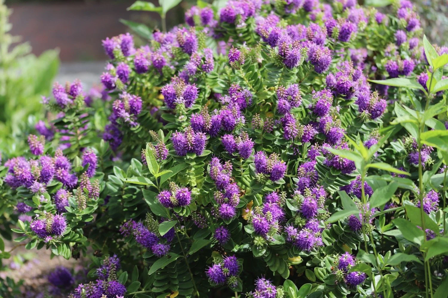wildflowers 37.jpeg