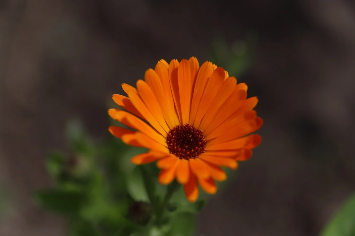 wildflowers 38.jpeg