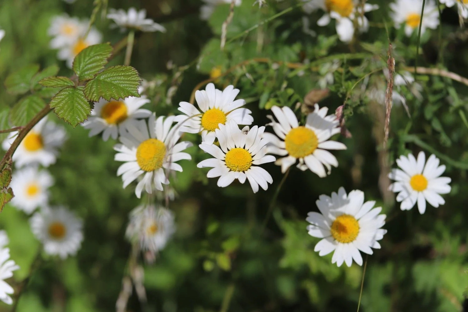 wildflowers 40.jpeg