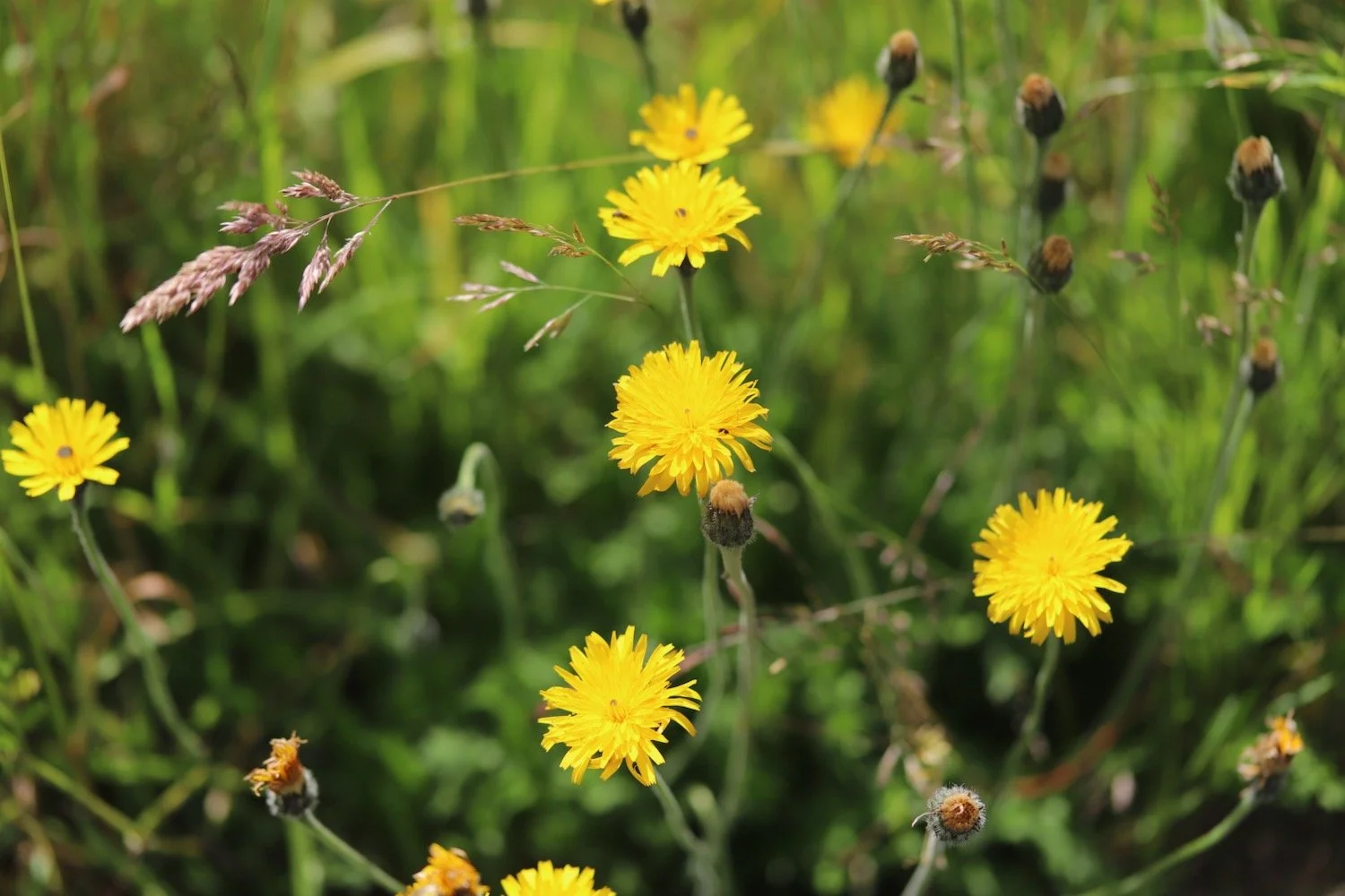 wildflowers 41.jpeg