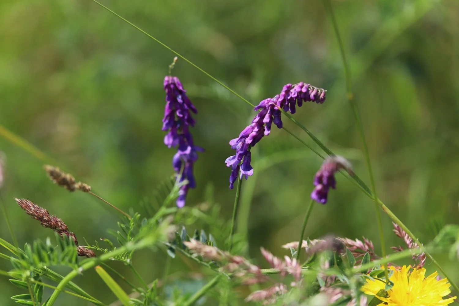 wildflowers 42.jpeg