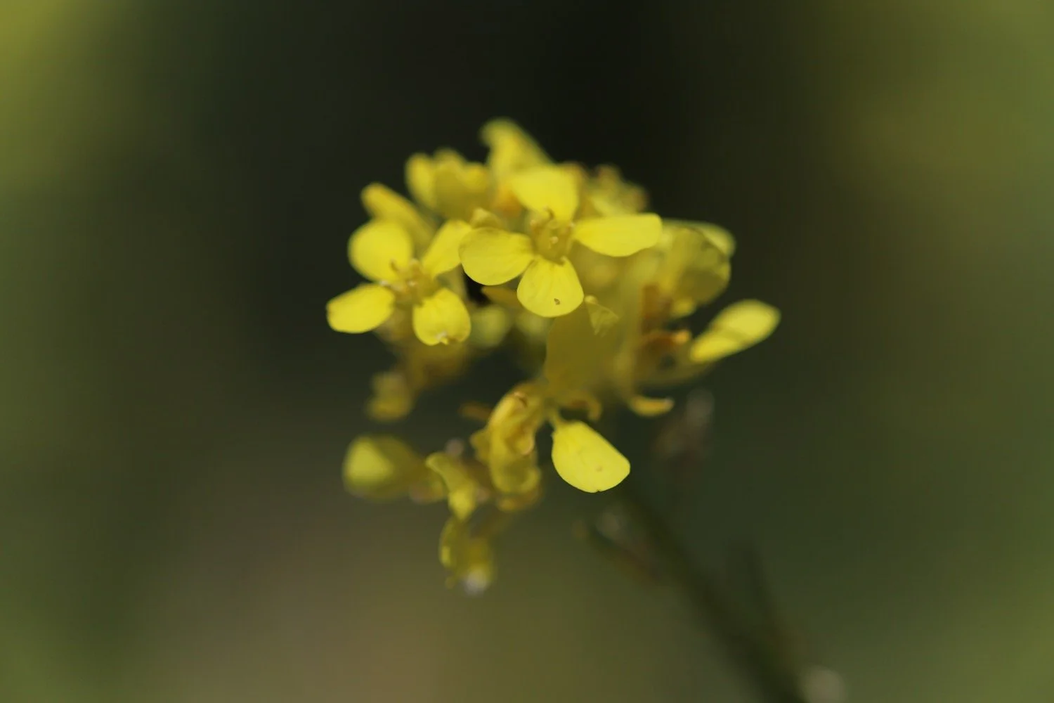 wildflowers 43.jpeg