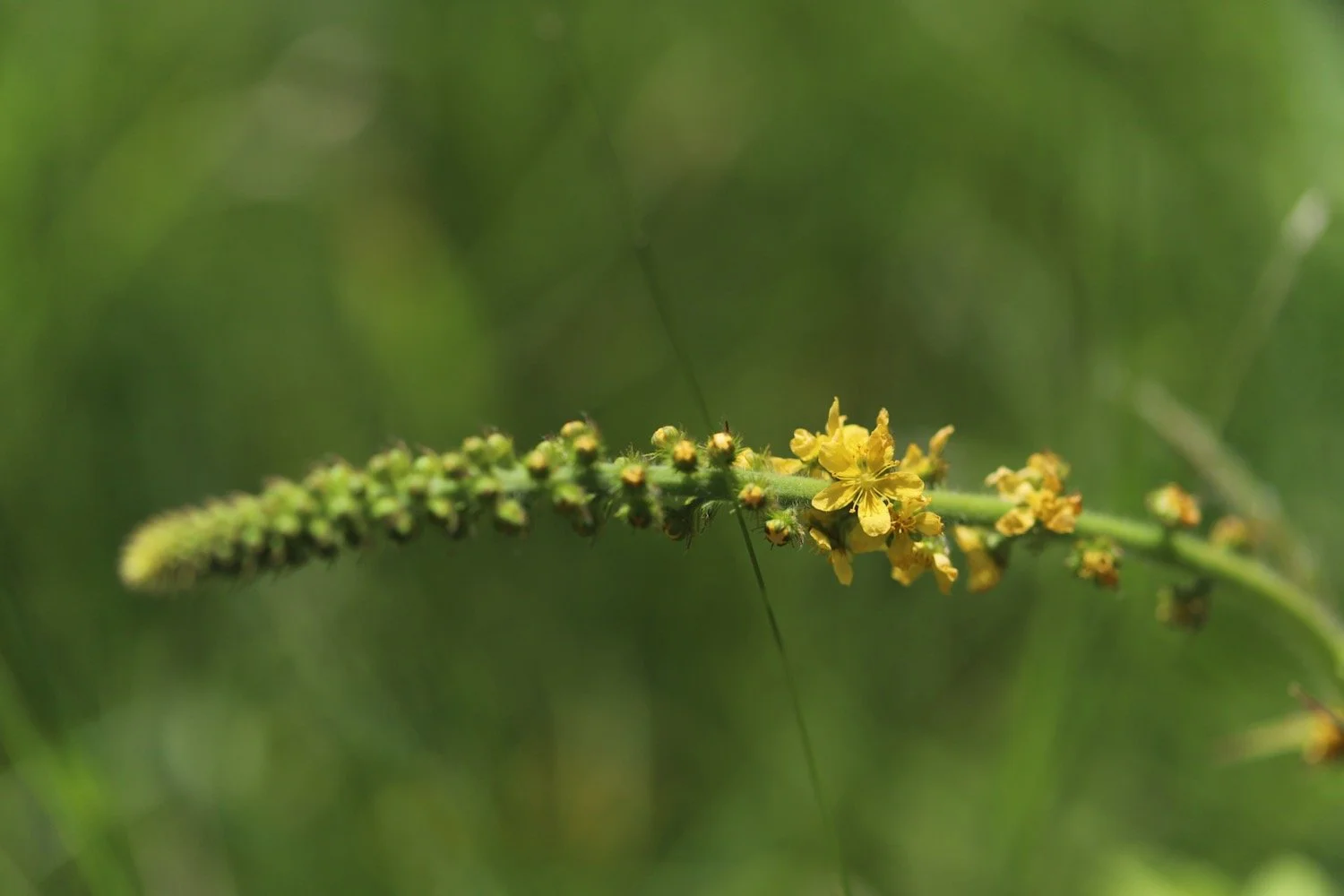 wildflowers 46.jpeg