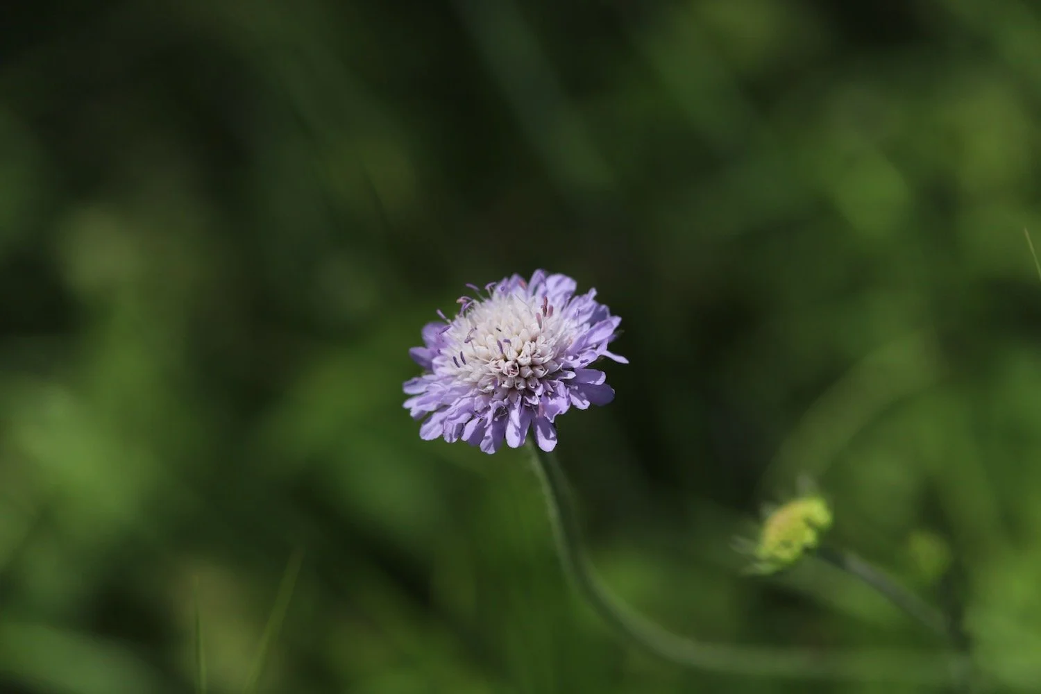 wildflowers 47.jpeg