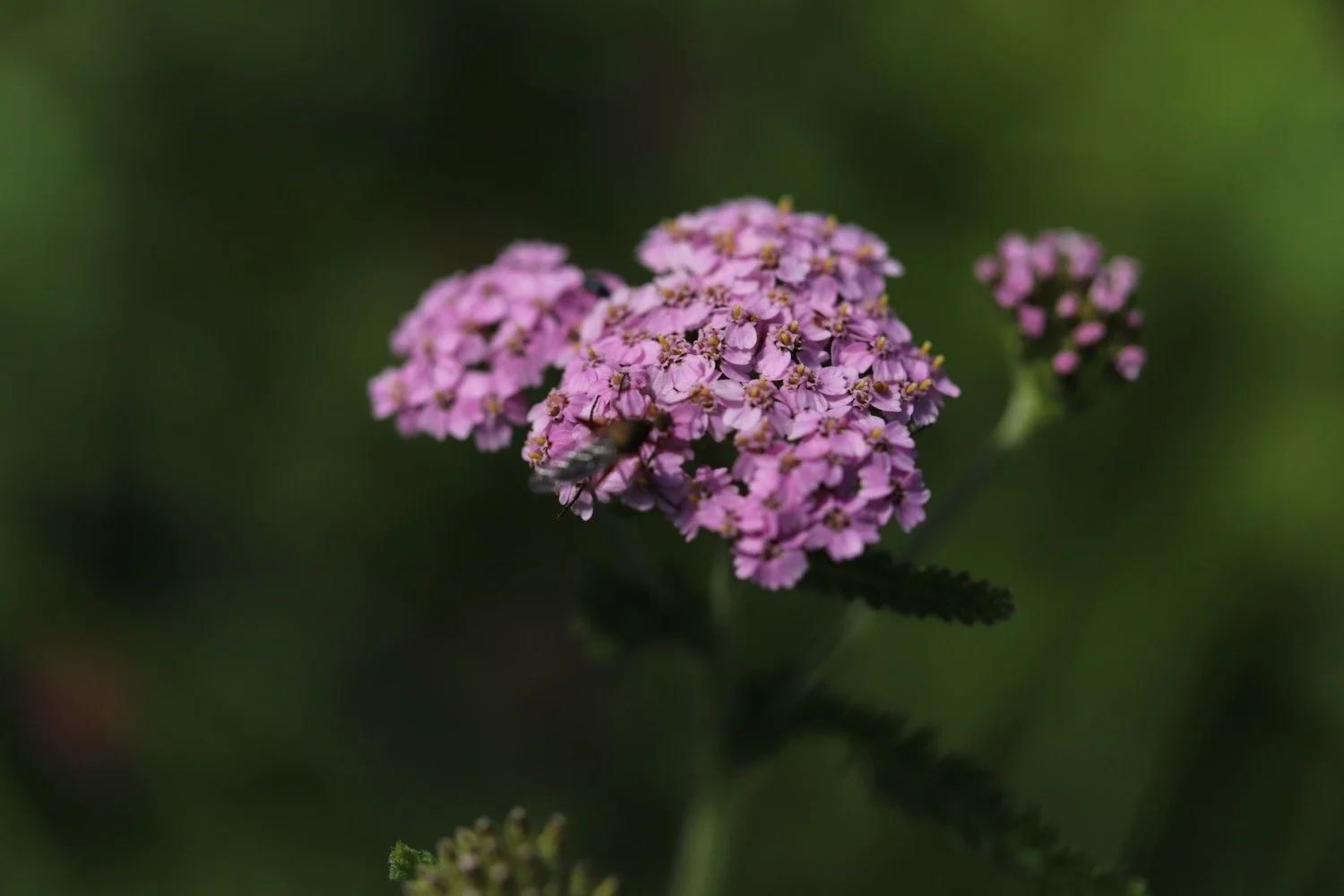 wildflowers 48.jpeg