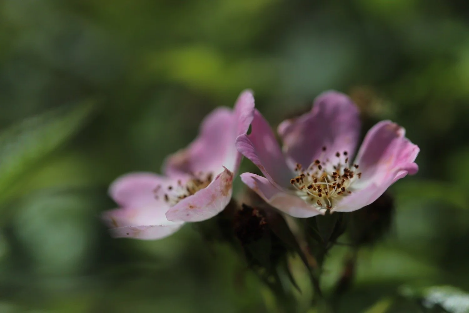 wildflowers 49.jpeg