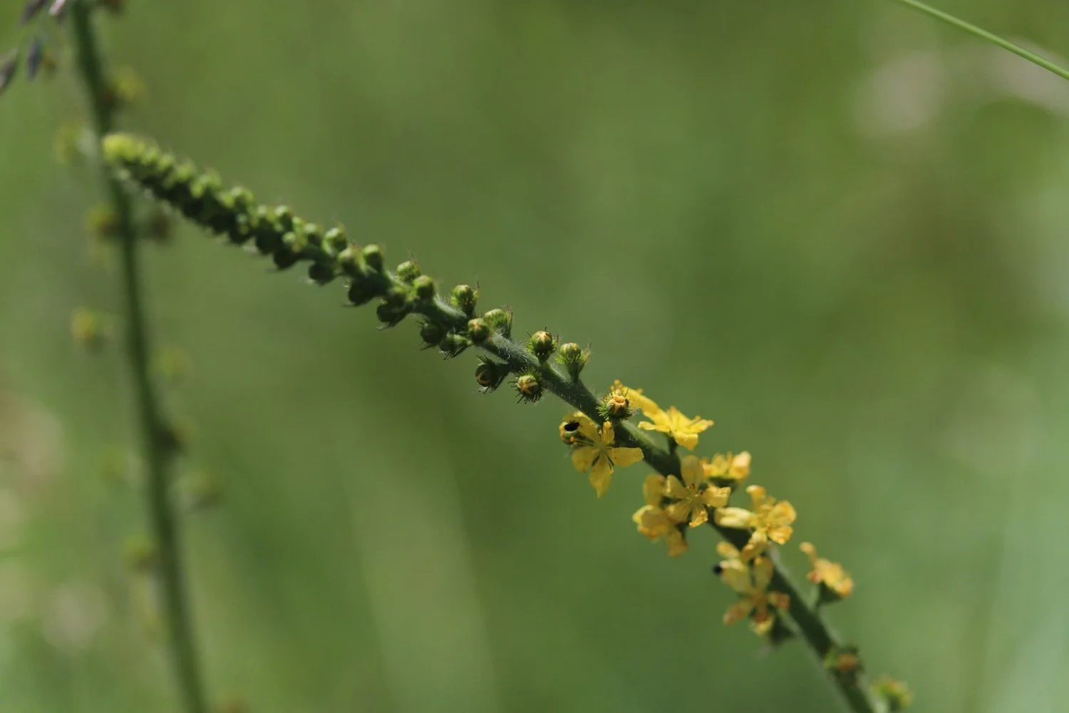 wildflowers 50.jpeg