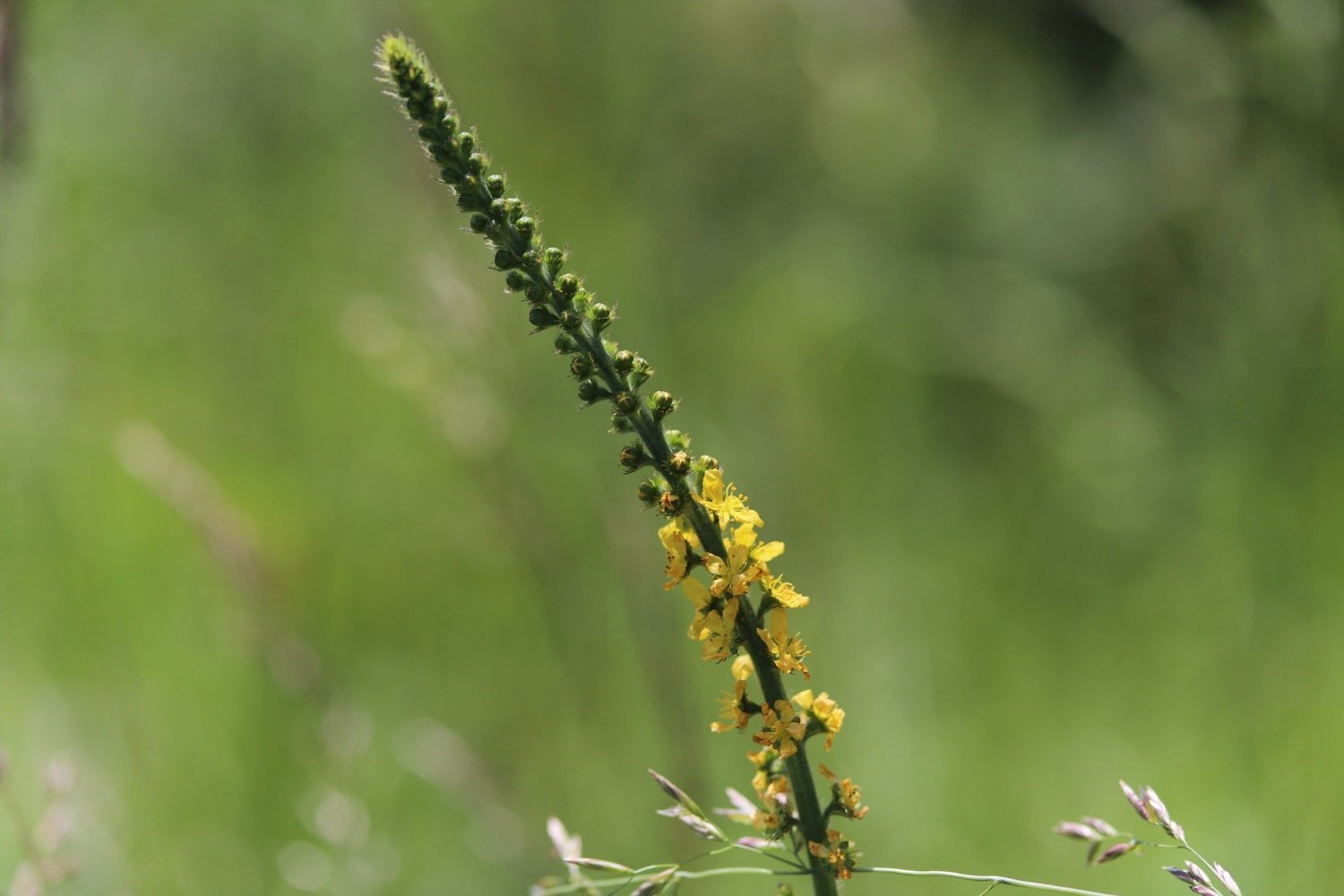 wildflowers 51.jpeg