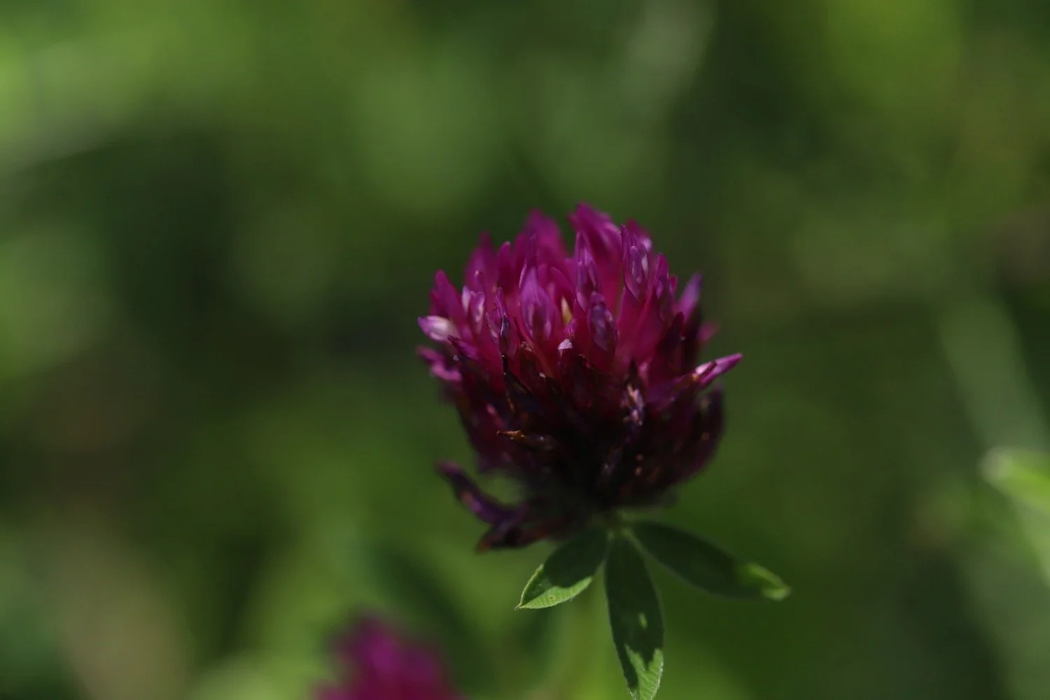 wildflowers 52.jpeg