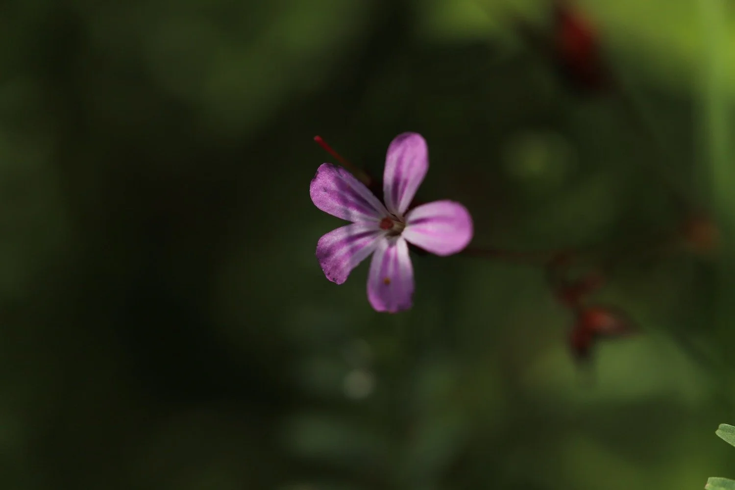 wildflowers 53.jpeg