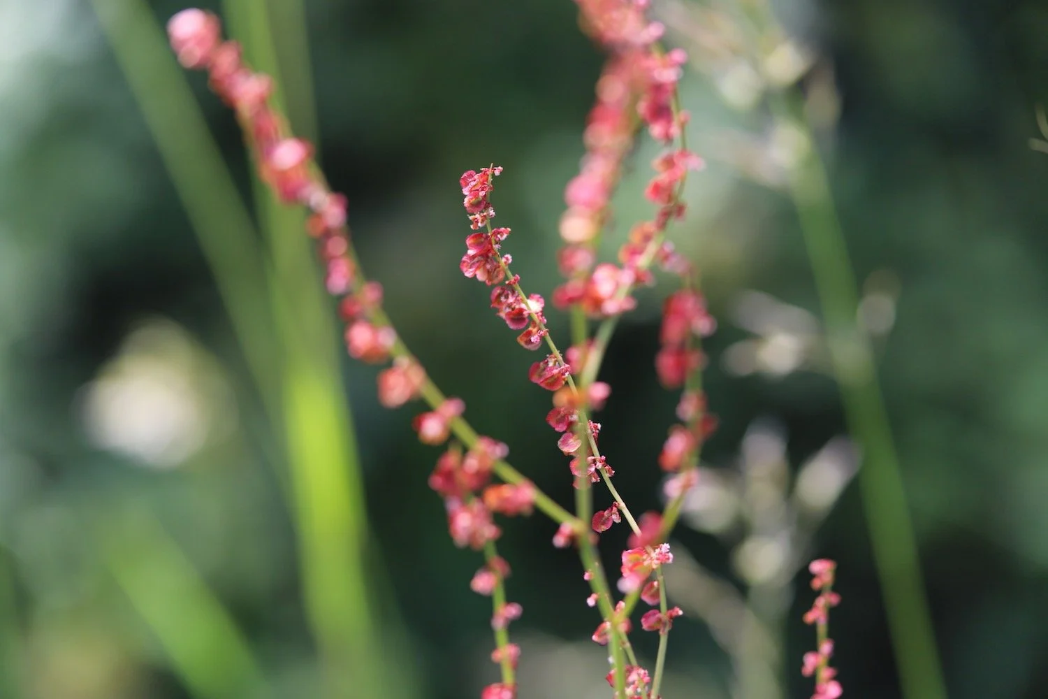 wildflowers 54.jpeg