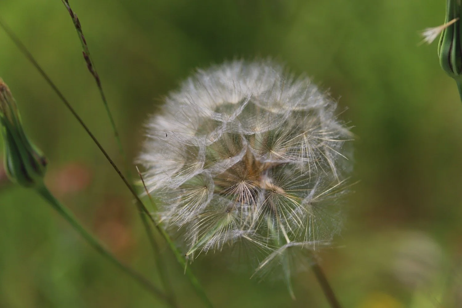 wildflowers 56.jpeg