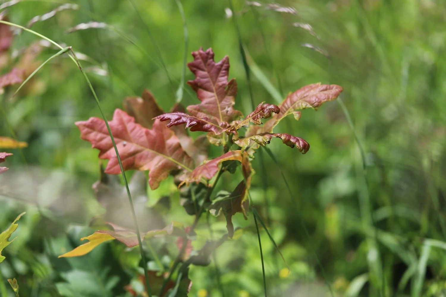 wildflowers 57.jpeg