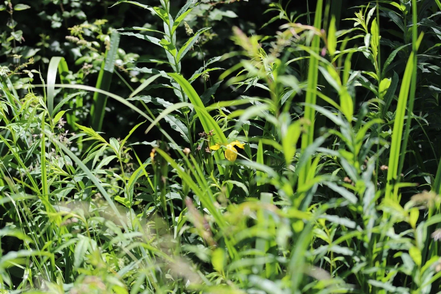 wildflowers 58.jpeg