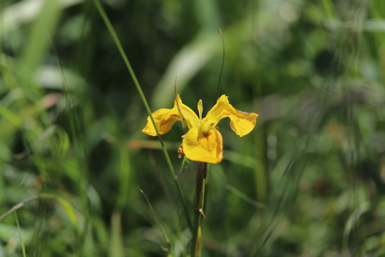 wildflowers 59.jpeg