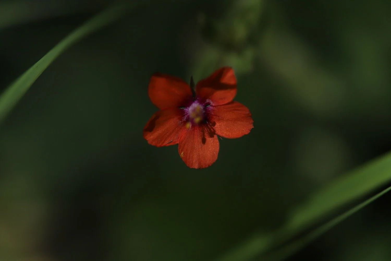 wildflowers 60.jpeg