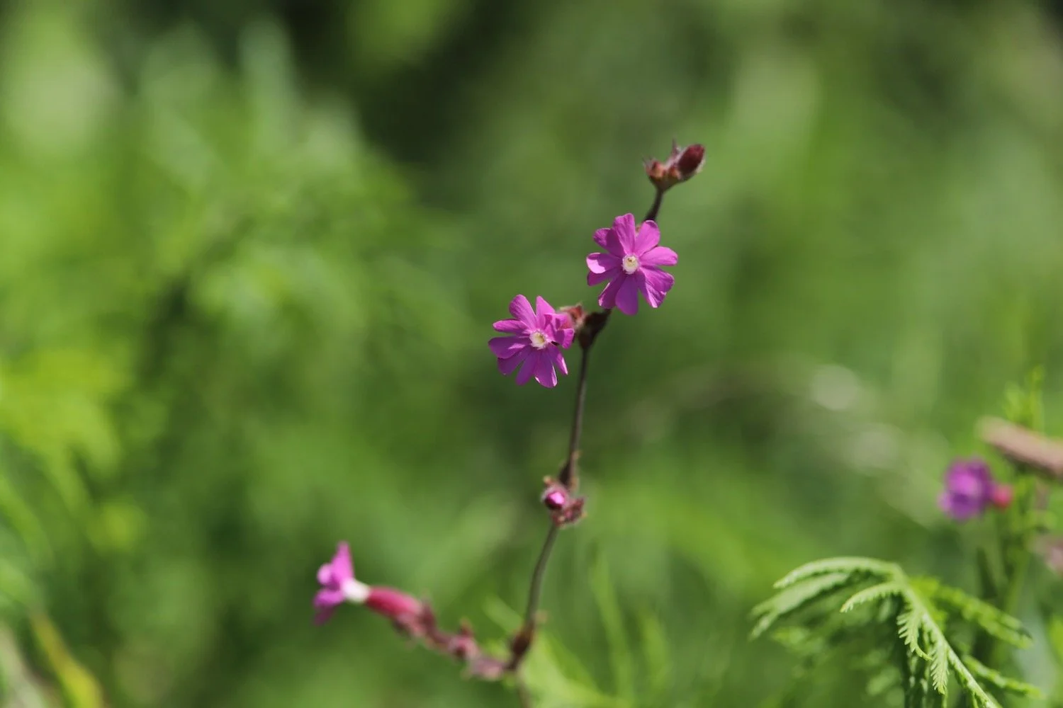 wildflowers 63.jpeg
