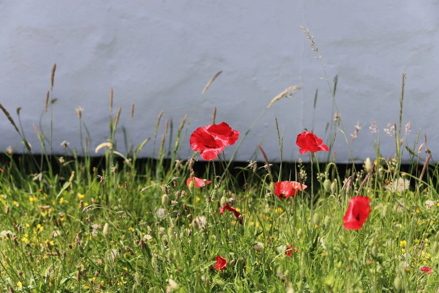 wildflowers 64.jpeg