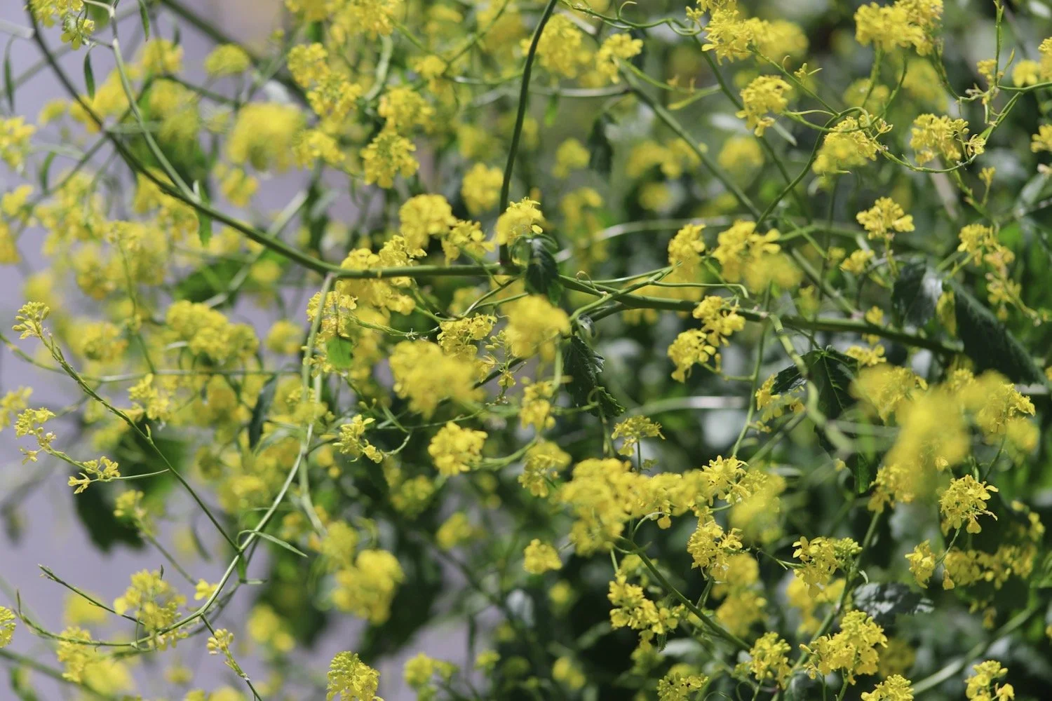 wildflowers 65.jpeg