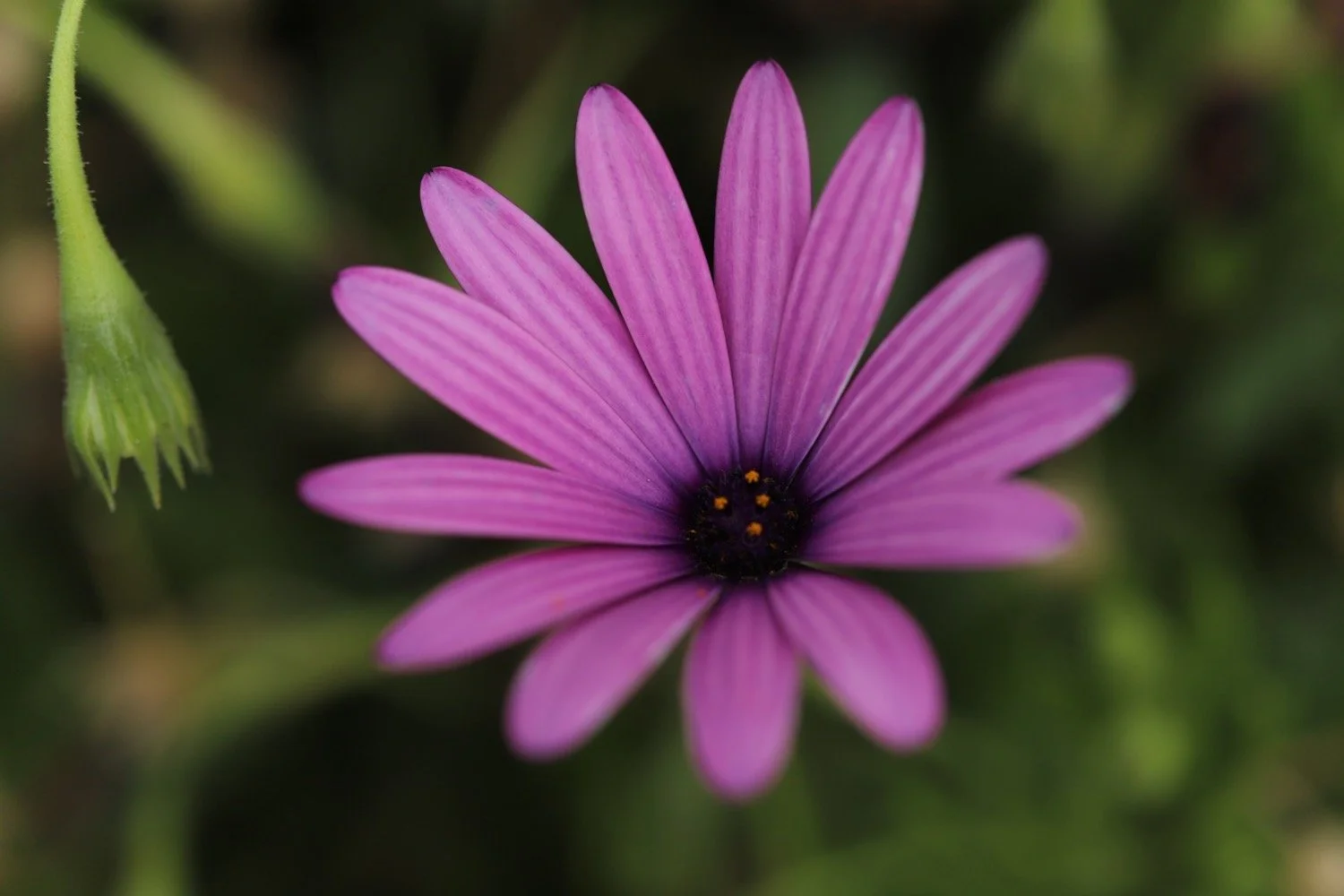 wildflowers 1.jpeg