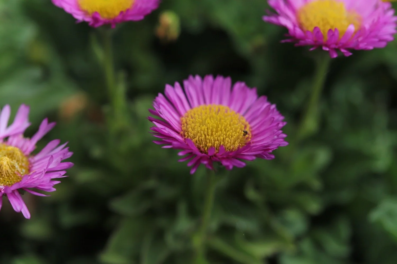 wildflowers 2.jpeg