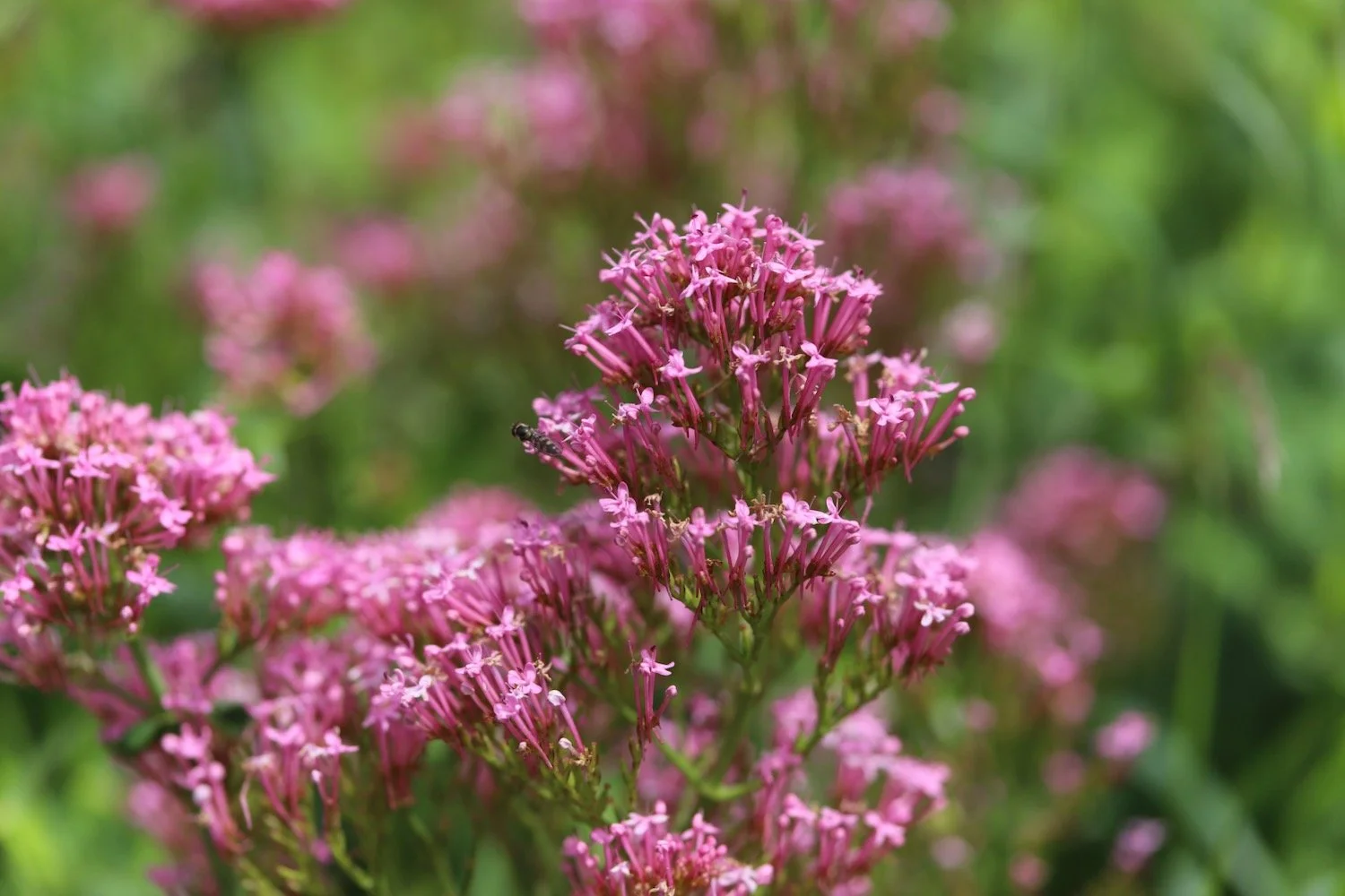 wildflowers 3.jpeg