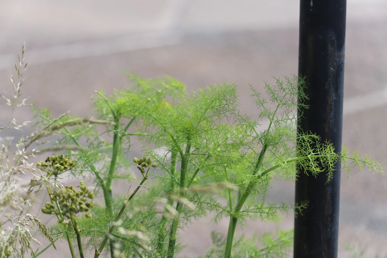 wildflowers 4.jpeg