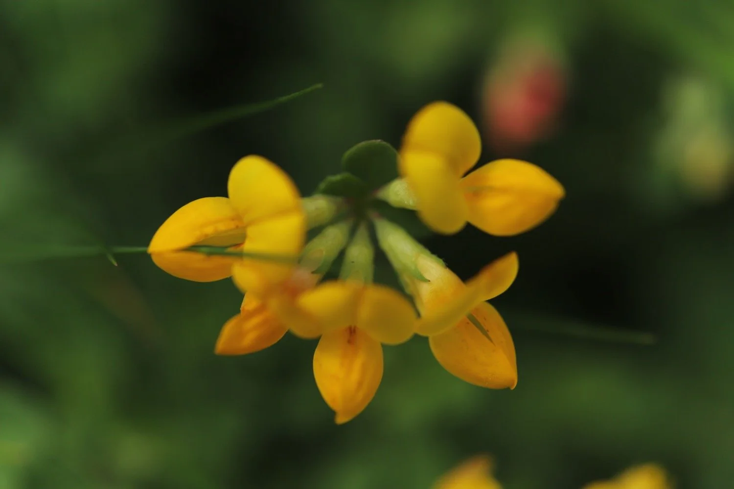 wildflowers 5.jpeg