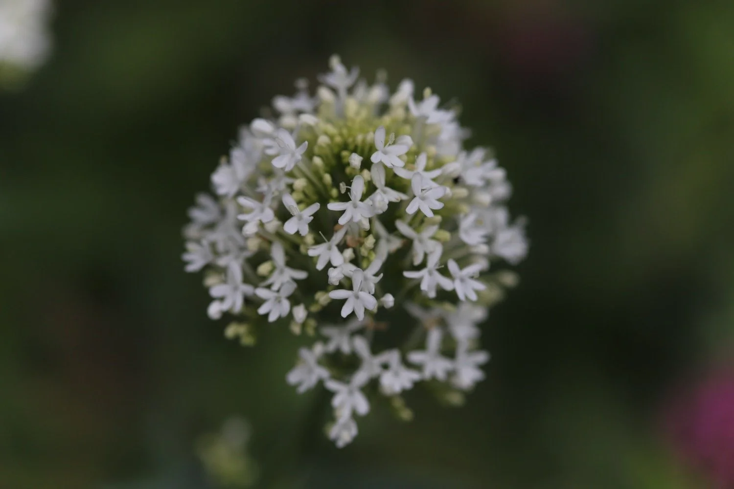 wildflowers 7.jpeg