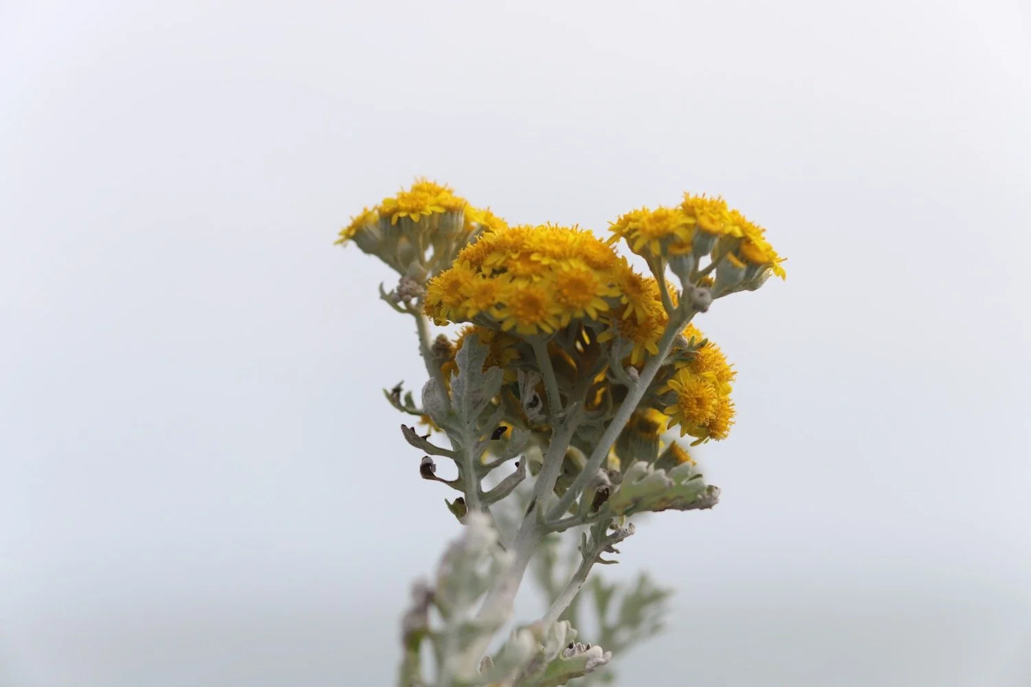 wildflowers 8.jpeg