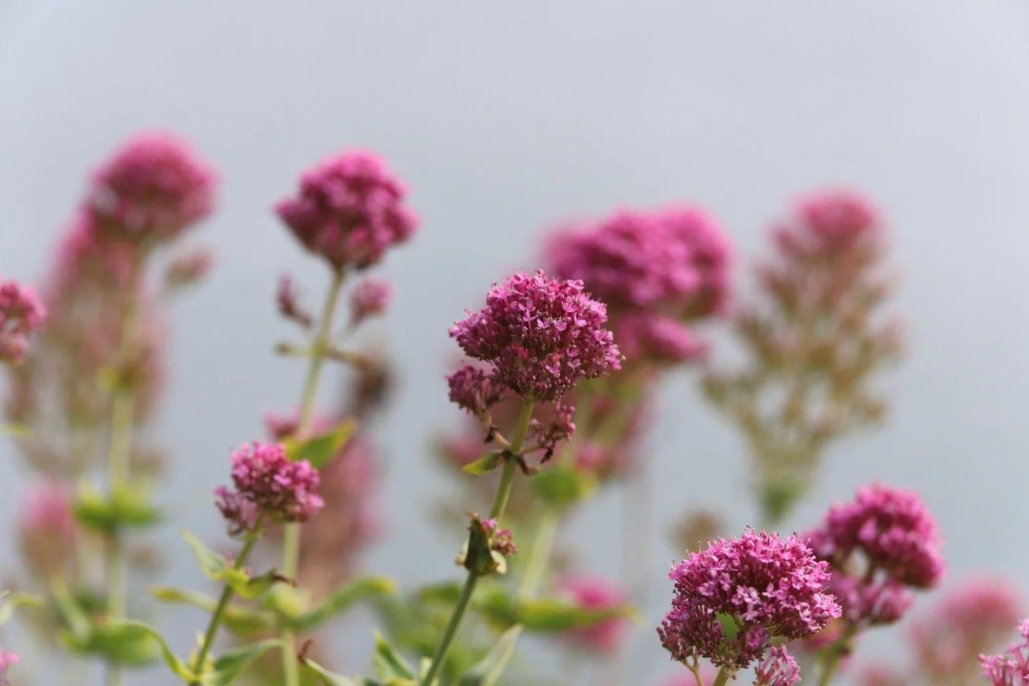 wildflowers 10.jpeg
