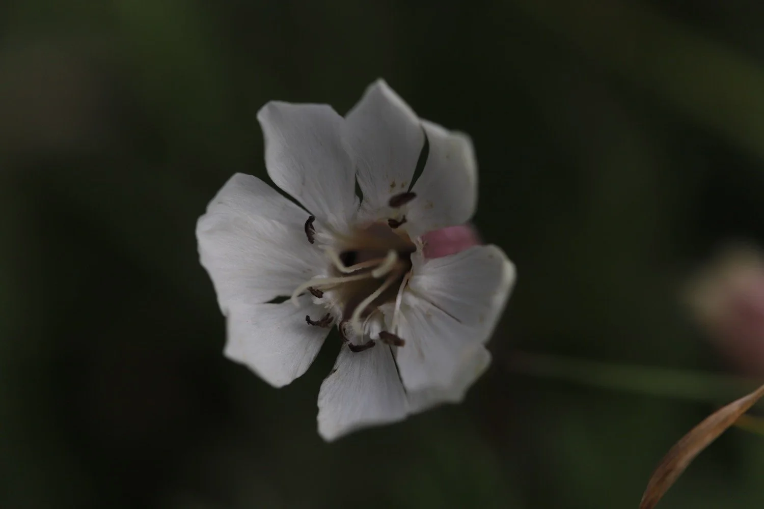 wildflowers 11.jpeg